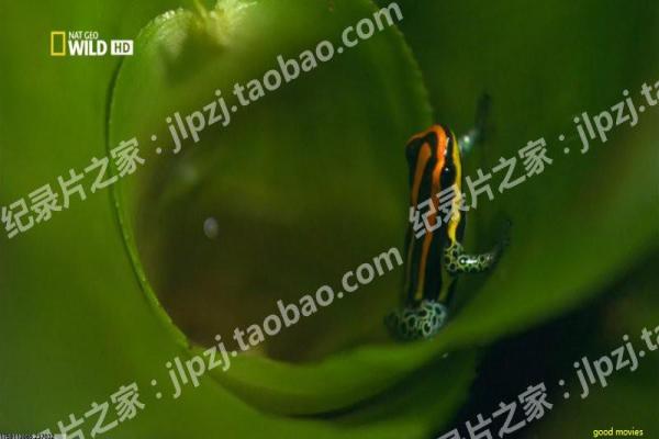 《战地狮吼》影片详细,战地狮吼抗战的热血故事