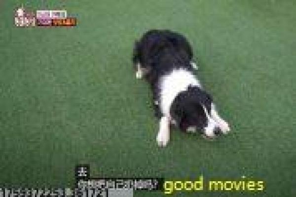 《情来运转》情来命运运转的浪漫故事情节全剧情剖析