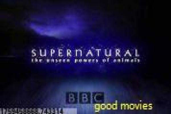《华英雄电影》华英雄的武侠传奇,剖析郑伊健主演的香港动作与爱国