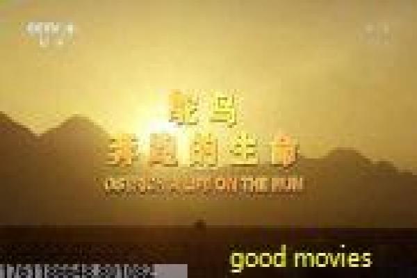 《爱之女巫》影视解析-女巫爱之的魔法爱情,剖析迷幻咒术与情感操控,揭示浪漫中的神秘与危险