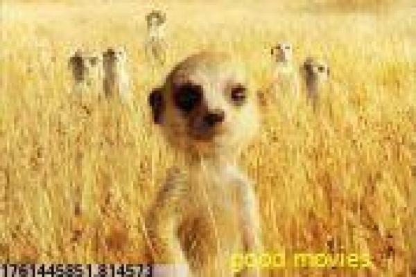 心动的信号-素人恋爱观察真人秀影片简介 心动的信号-素人恋爱观察真人秀影片简介