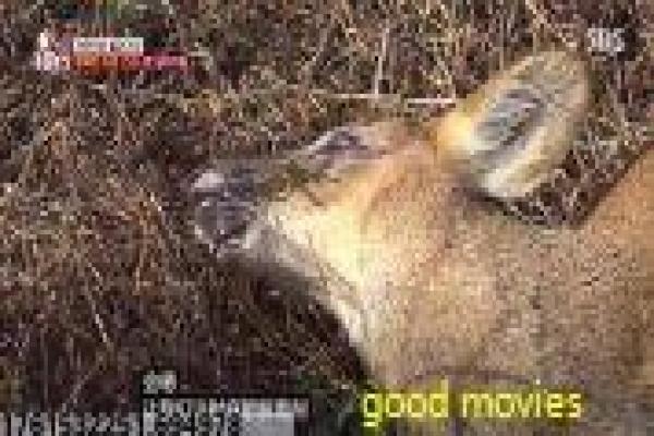 《赵奕欢上位》上位的娱乐圈奋斗,剖析赵奕欢主演的国产剧与幕后故事 《赵奕欢上位》上位的娱乐圈奋斗,剖析赵奕欢主演的国产剧与幕后故事