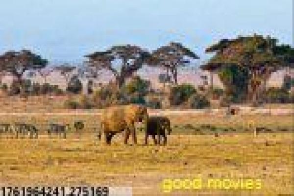 《疯狂刺客》疯狂刺客疯狂杀手刺客的惊险动作故事情节深度解析