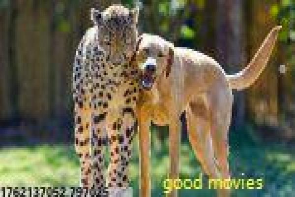 别惹蚂蚁电影国语版免费-微观世界的昆虫战争与成长励志故事讲解父子温馨互动的欢乐故事情节深度还原与综艺