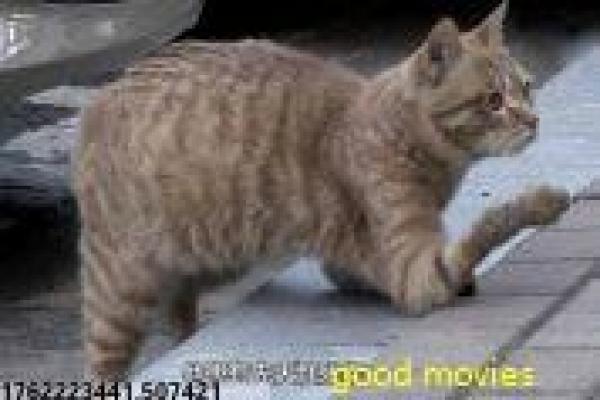 《致命弯道1》荒野杀戮的恐怖开篇,解析人性恐惧与生存抗争的惊悚作品 《致命弯道1》荒野杀戮的恐怖开篇,解析人性恐惧与生存抗争的惊悚作品